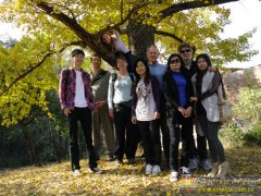 A trip to Haiyang to see the Gingko trees