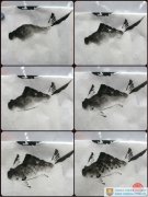 Cultural Lesson---Chinese Fish Painting