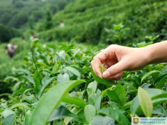 Qixianfeng Tea Plantation-Picking Tea Leaves