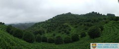 A Visit to QiXianfeng Tea Plantation